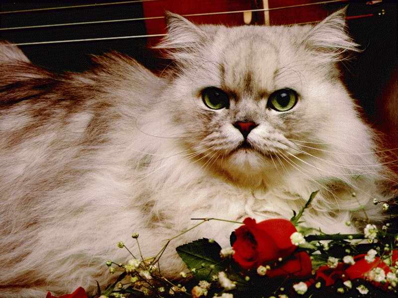 Gatti (33)